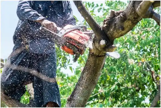 tree services Needville